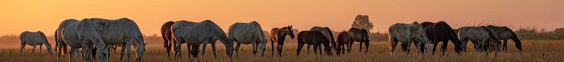 A eguada a pastar na lezíria ao pôr do sol