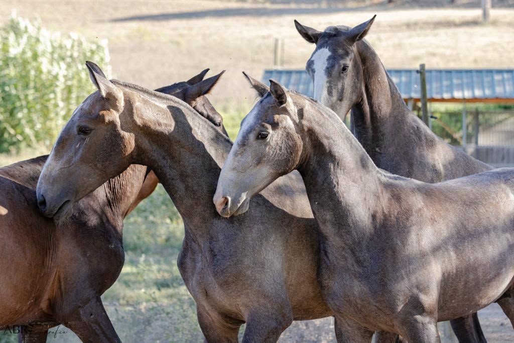 Jovens cavalos ruços e castanhos juntos no paddock